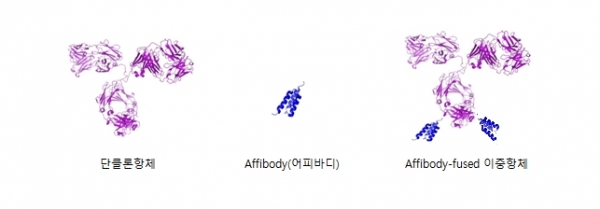 왼쪽부터 단클론항체, Affibody(어피바디), Affibody-fused 이중항체