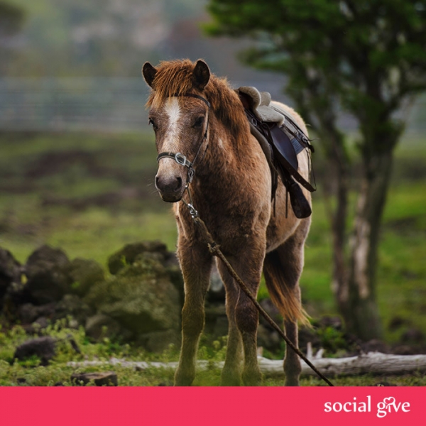 티몬 동물 복지에 힘쓴다… 은퇴 경주마 후원 ‘소셜기부’