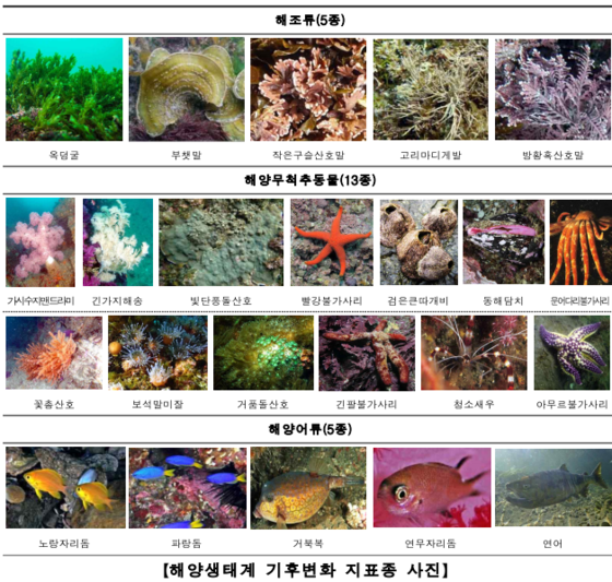 해양생태계 기후변화 지표종 사진자료자료 출처: ㈜해양생태기술연구소, 주식회사 인더씨)